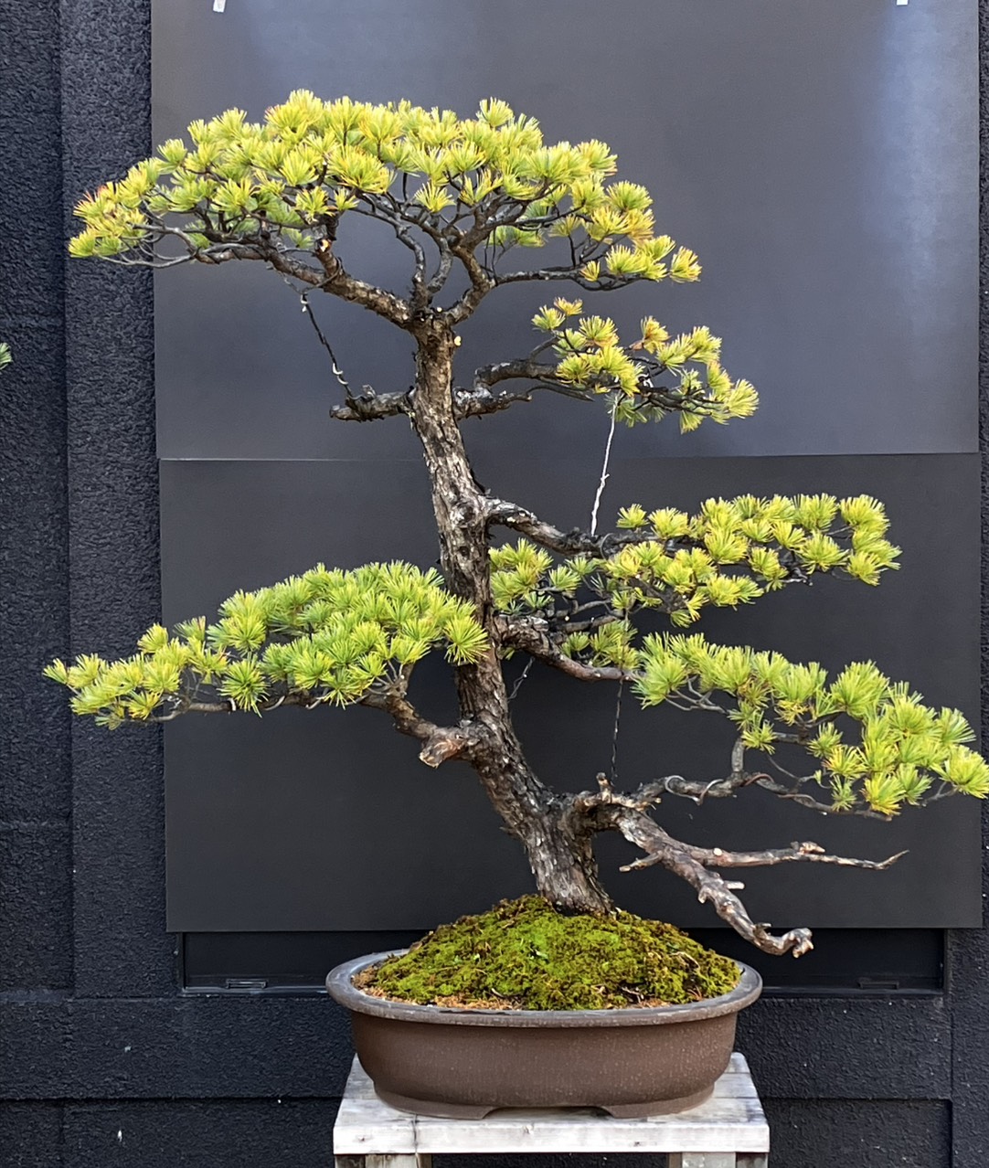 盆栽屋てつ / 大品盆栽（50cm以上）