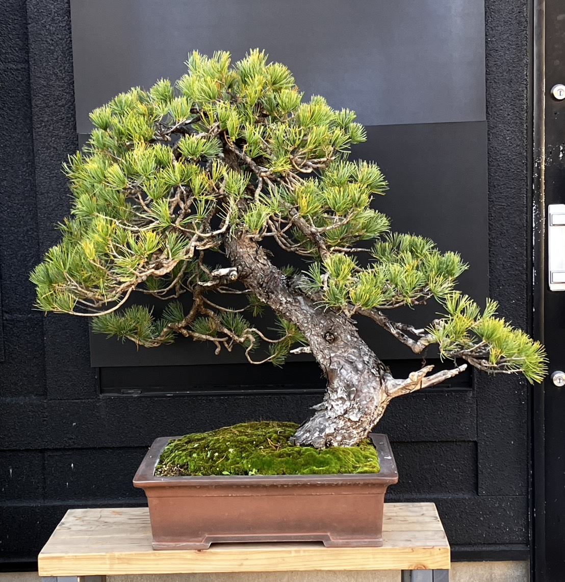 盆栽屋てつ / 大品盆栽（50cm以上）