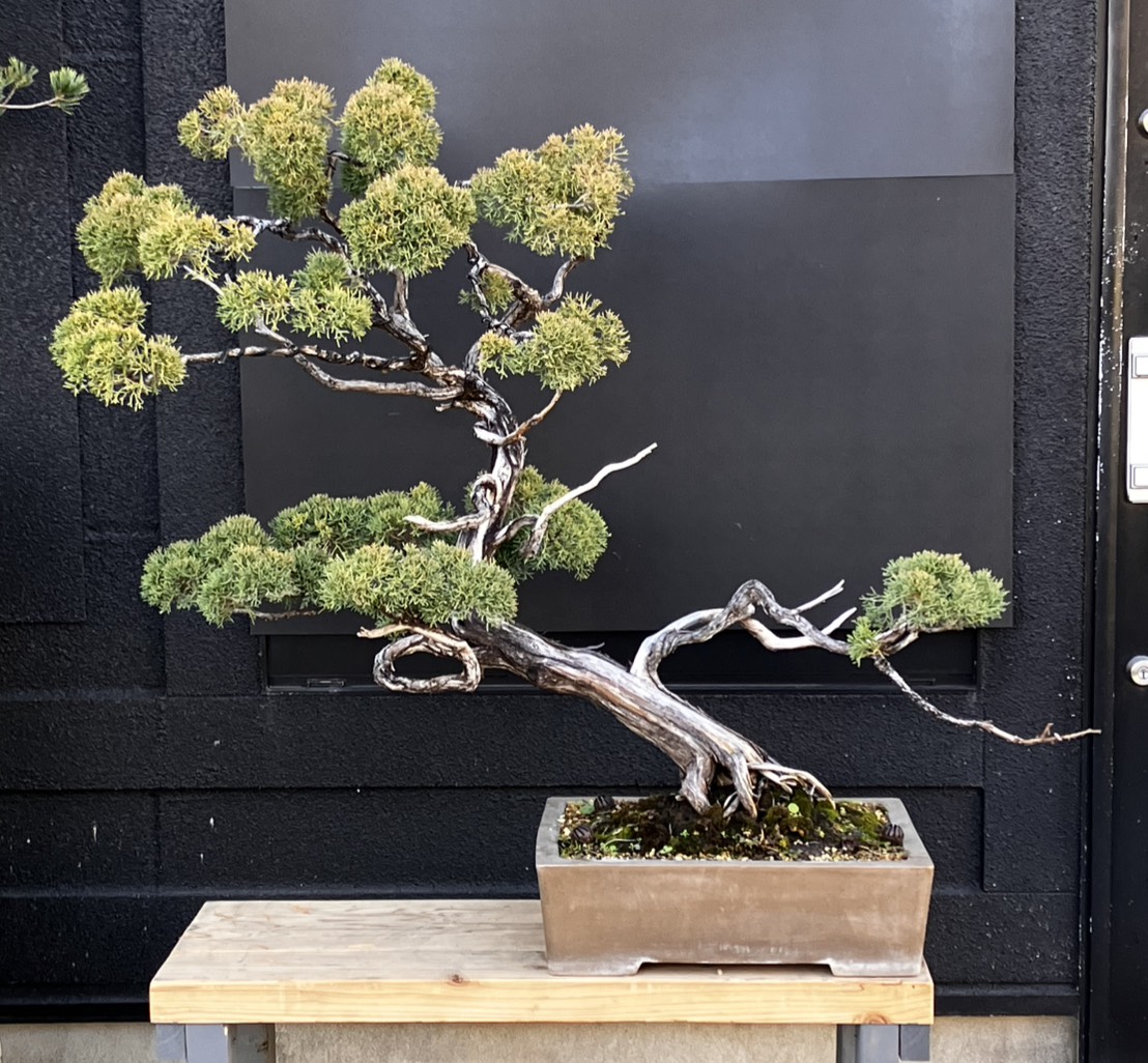 盆栽屋てつ / 大品盆栽（50cm以上）