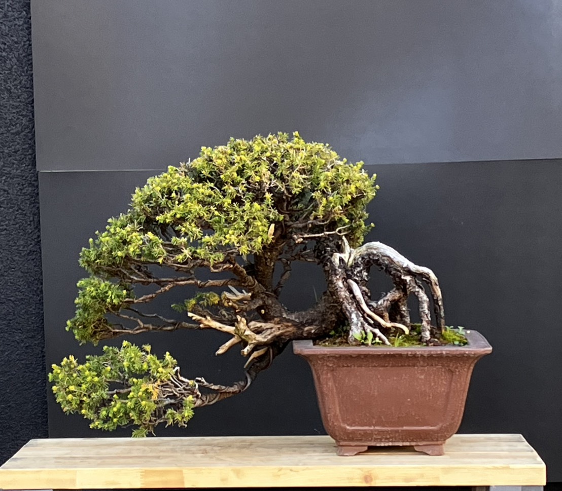 蝦夷松(えぞまつ)