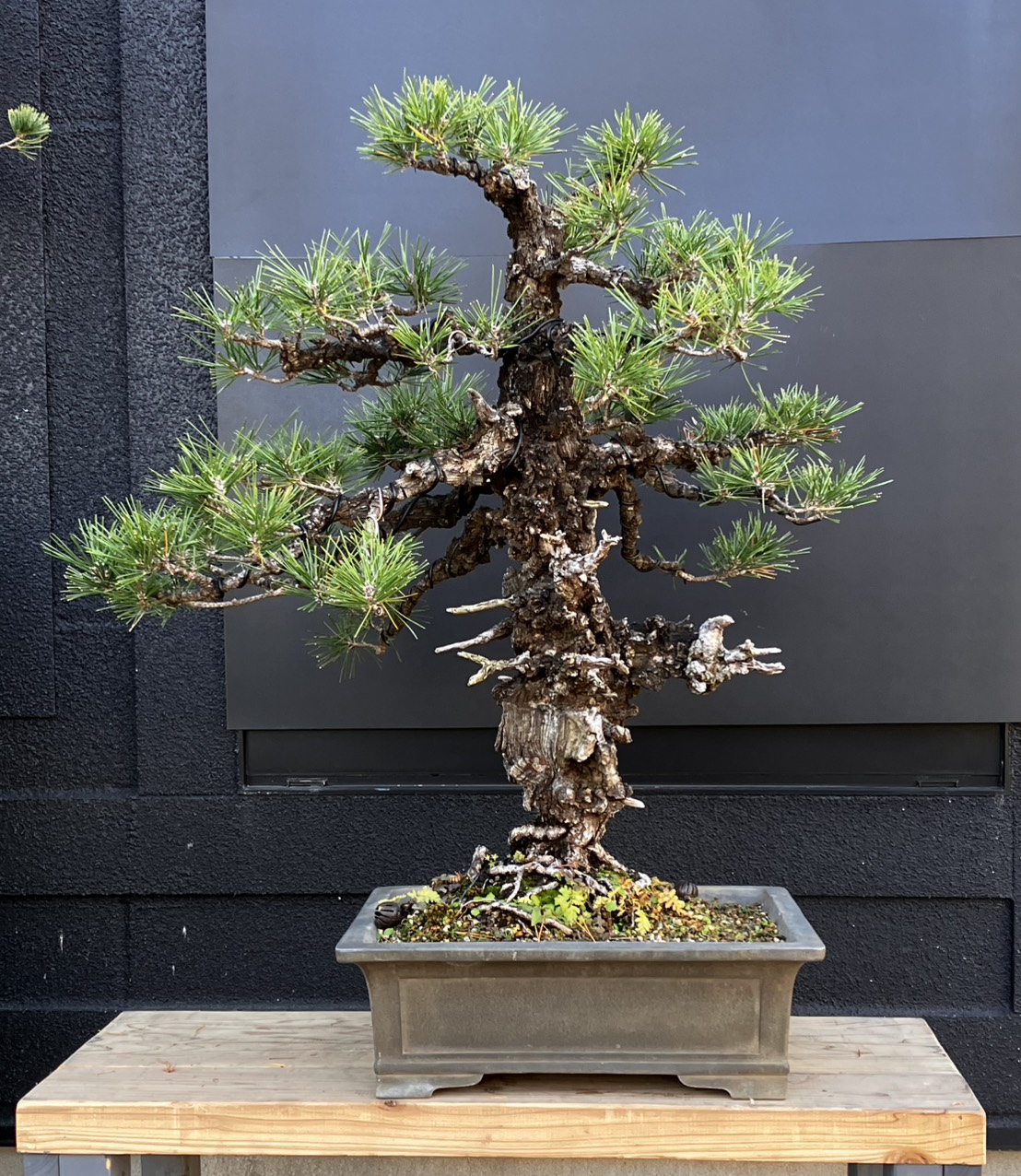 盆栽屋てつ / 大品盆栽（50cm以上）