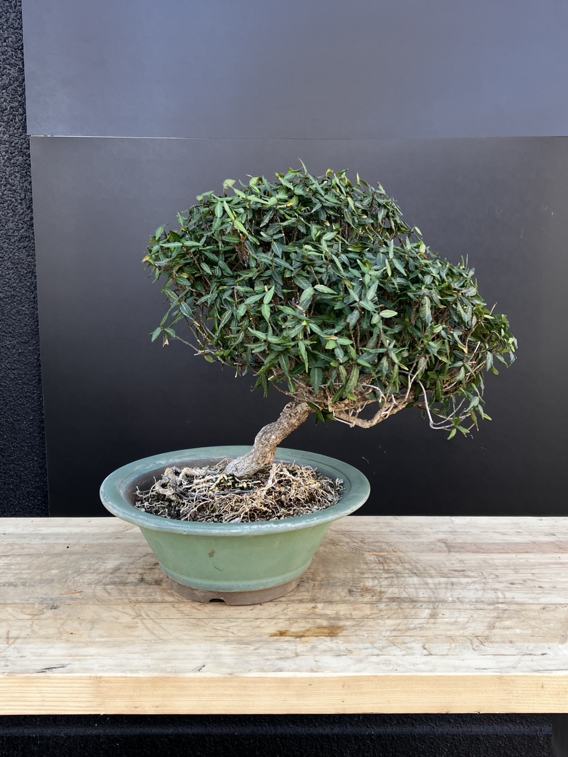 チリメンカズラ