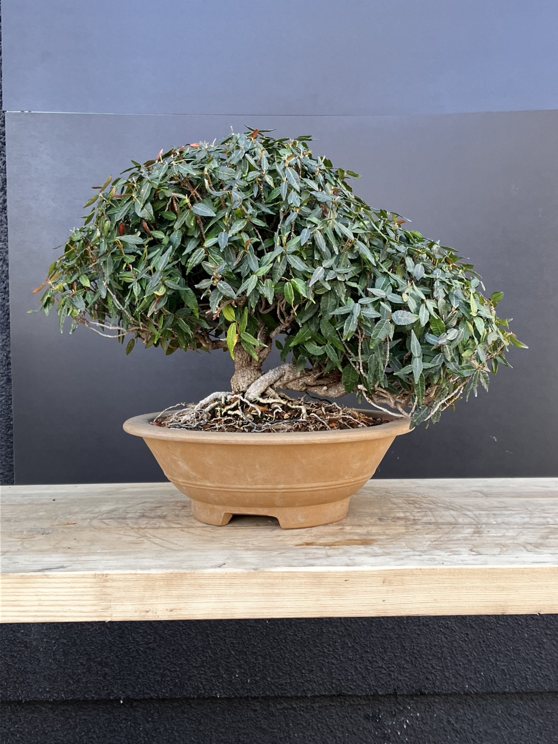 チリメンカズラ